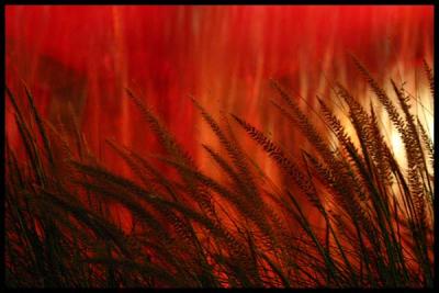 grass and fountain