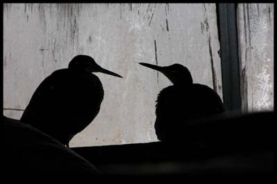 bird silhouette