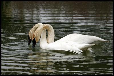 embracing swans