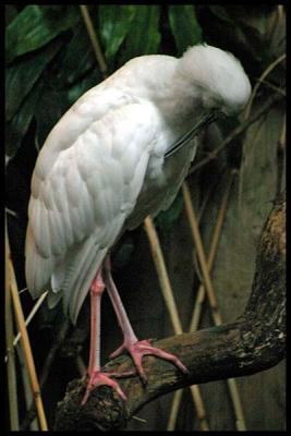 ibis