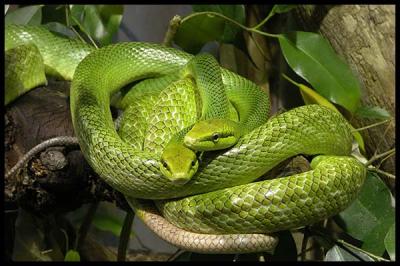 red tailed green rat snake