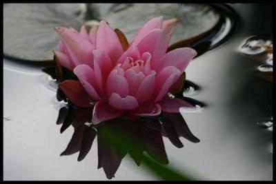 water lily #1