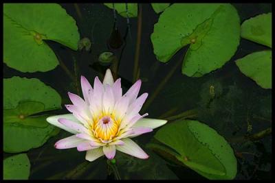 water lily #2