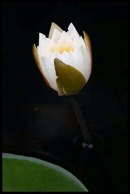 water lily #3