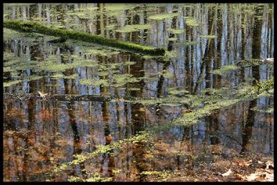 Durham Marsh