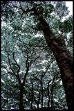 Hawaiian tree canopy