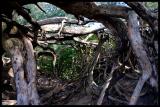 Hawaiian tree roots