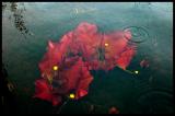 underwater lily