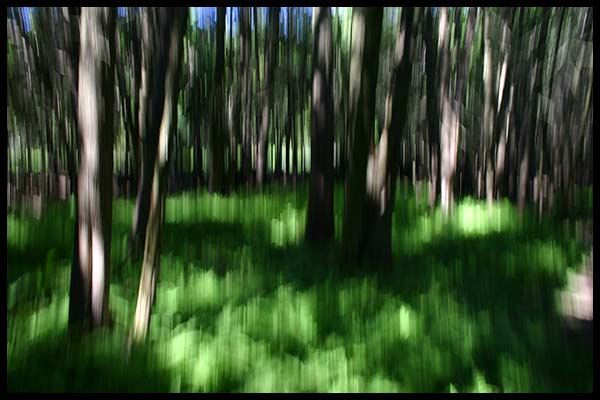 panned forest