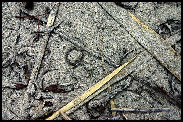 sand and grass