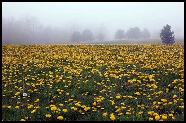 Misty dandelions