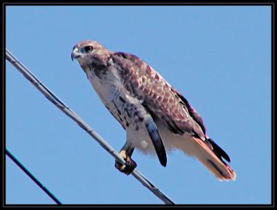JPG 2SB Red Tailed Hawk P9188930.jpg