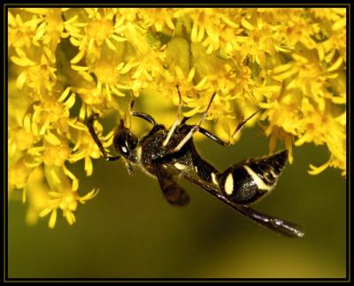 JPG SB C Wasp DSC_2326.jpg