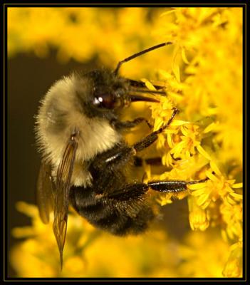 JPG C SB Bee DSC_2415.jpg