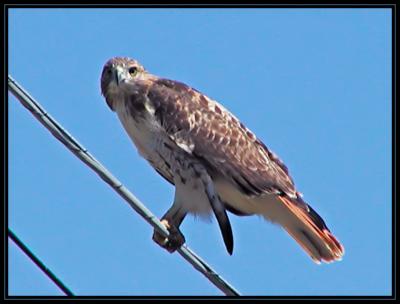JPG 3SB Red Tail Hawk P9188931.jpg