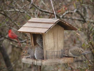 JPG CS Feeder Mix P2201265.jpg