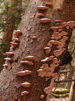 JPG CS Fungi P2191222.jpg