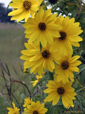 Trellis of Sunflowers