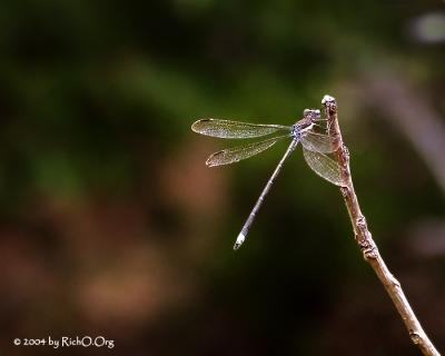 Hanging On For Life