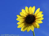 Sunflowery Day