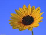 Petals to the Sun