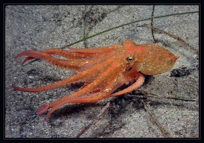 juvenile octopus