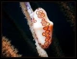 Flamingo Tongue