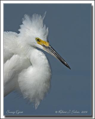 Snowy Egret