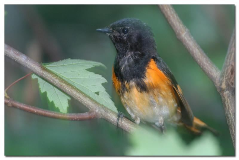 Paruline flamboyante / American Redstart