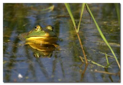 Grenouille / Frog