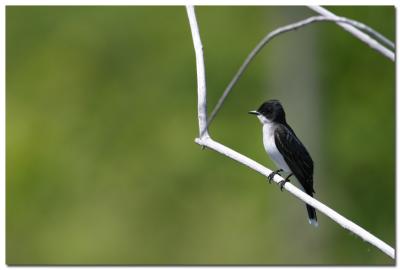 Tyran tritri / Eastern Kingbird