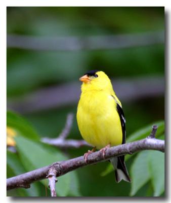 Chardonneret / Goldfinch