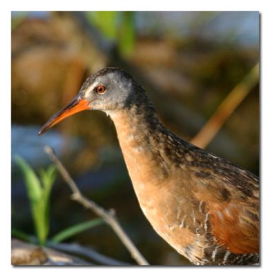 Rle de Virginie / Virginia Rail