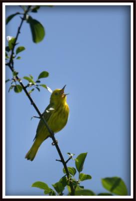 Paruline jaune / Yellow Warbler