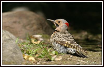 Pic flamboyant / Common Flicker