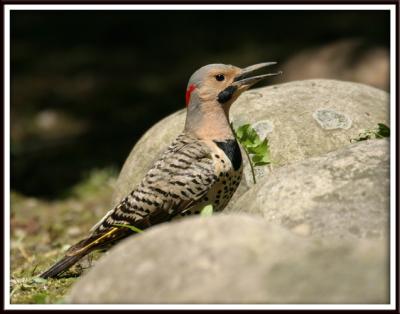 Pic flamboyant / Common Flicker