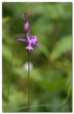 Calopogon gracieux