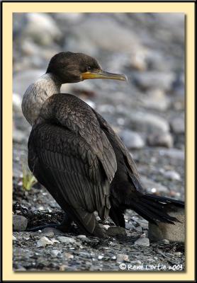 Cormoran  aigrettes / Double-Crested Cormorant