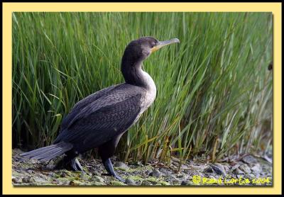 Cormoran / Cormorant