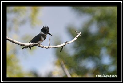 Martin-pcheur / Belted Kingfisher