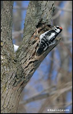 Pic chevelu / Hairy Woodpecker