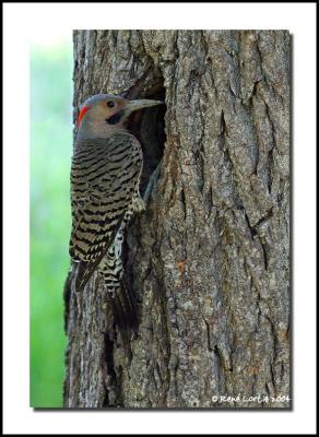 Pic flamboyant / Common Flicker