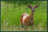 Cerf / Deer