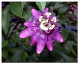 Passion Vine Flower