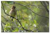 Jaseur dAmrique / Cedar Waxwing