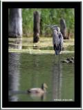 Grand Hron / Great Blue Heron