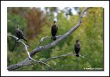 Cormoran / Cormorant