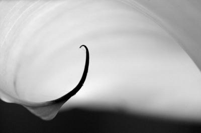 Abstract Calla b&w 2