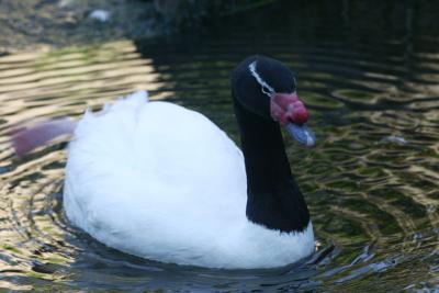 Black-necked swan, Santa Barbara zoo