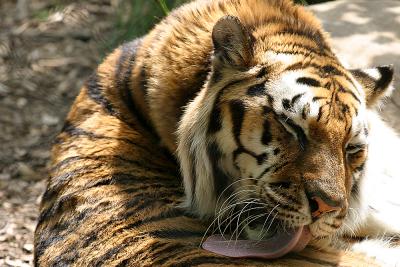 Tiger bath